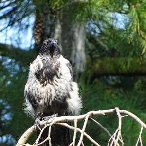 Hooded Crow