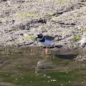 Little Ringed Plover