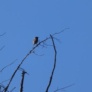 Whinchat