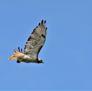 Rotschwanzbussard