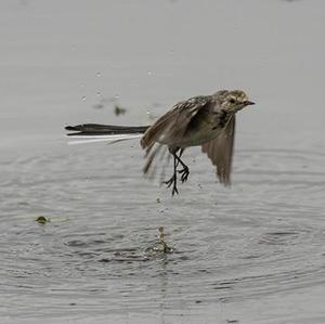 White Wagtail