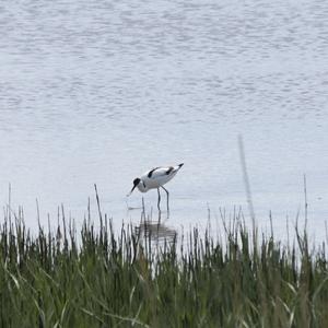 Pied Avocet