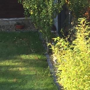 Eurasian Green Woodpecker