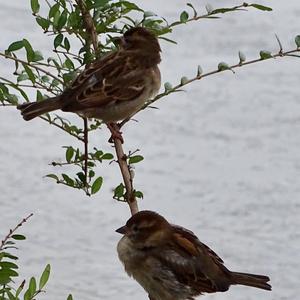 Eurasian Tree Sparrow