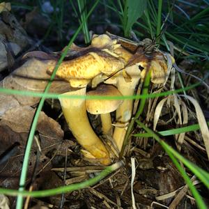 Chanterelle, Common