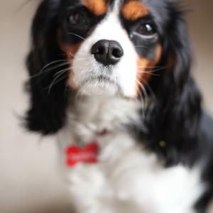 Cavalier King Charles Spaniel