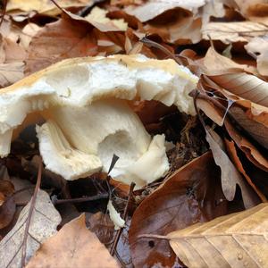 Yellow-ochre Russula