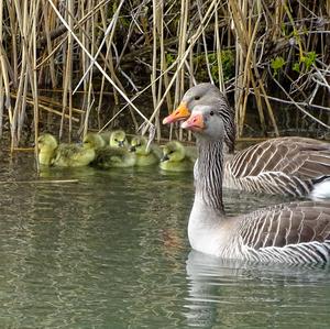 Greylag Goose