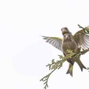 European Greenfinch