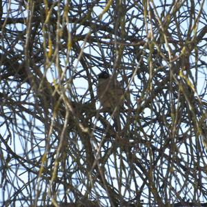 Eurasian Bullfinch