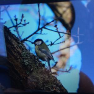 Great Tit