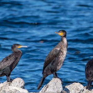 Great Cormorant