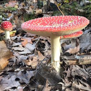 Fly Agaric