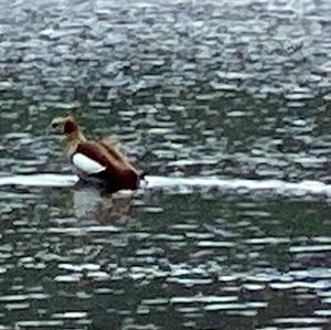 Egyptian Goose