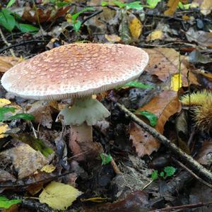 Agaricus impudicus