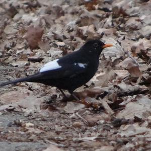 Eurasian Blackbird