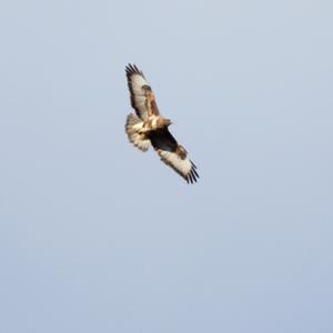 Common Buzzard