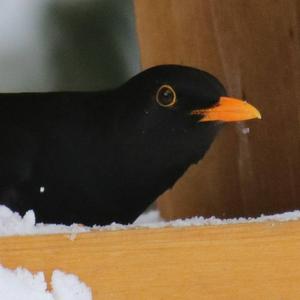 Eurasian Blackbird