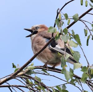 Eurasian Jay