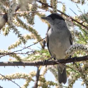 Blackcap