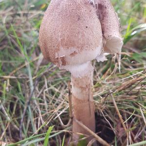 Parasol Mushroom