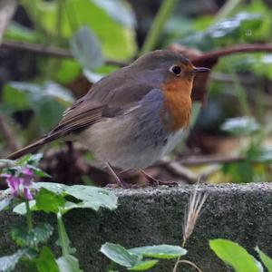 European Robin