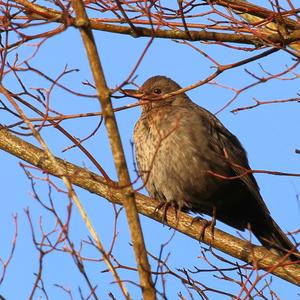 Eurasian Blackbird