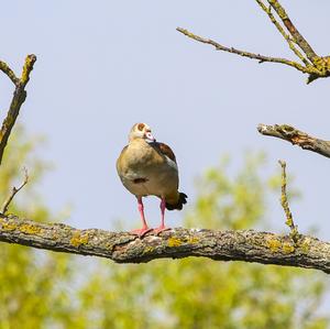 Egyptian Goose