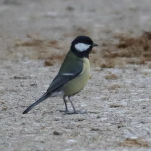 Great Tit