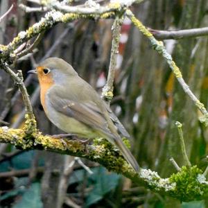 European Robin