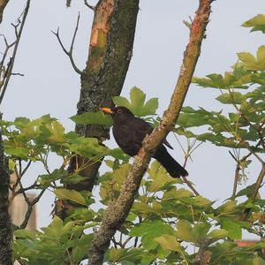 Eurasian Blackbird