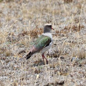 Andean Lapwing