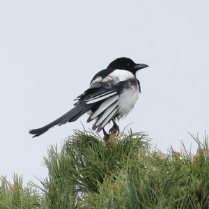 Black-billed Magpie