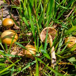 Spring Agrocybe