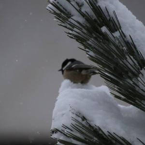 Coal Tit