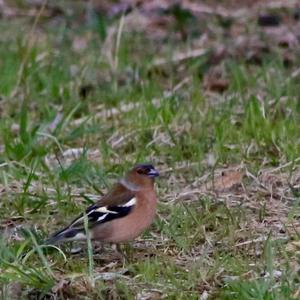 Eurasian Chaffinch