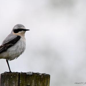 Northern Wheatear