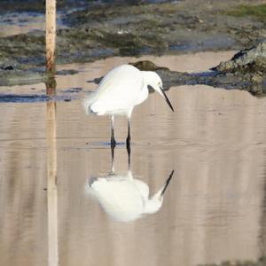 Little Egret