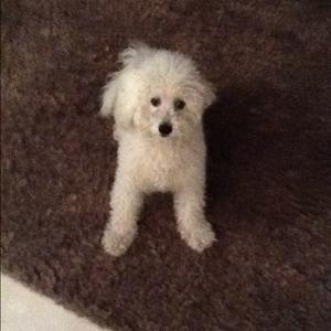 Unknown Breed