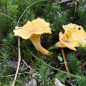 Chanterelle, Common