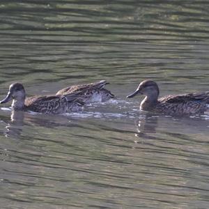 Common Teal