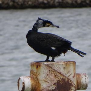 Great Cormorant