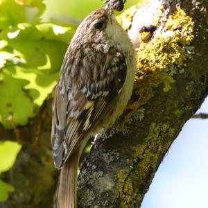 Short-toed Treecreeper