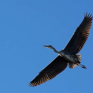 Grey Heron