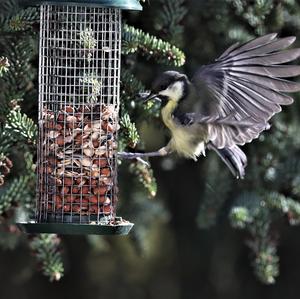 Great Tit