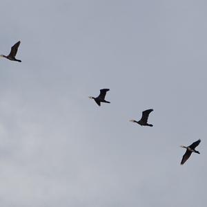 Great Cormorant