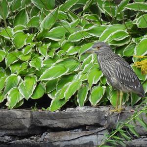 Black-crowned Night-heron