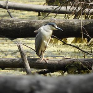 Black-crowned Night-heron