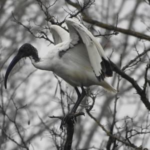 African Sacred Ibis