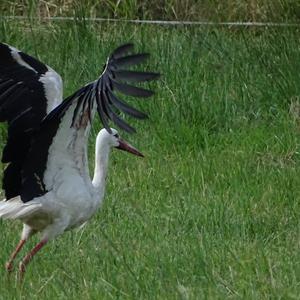 White Stork